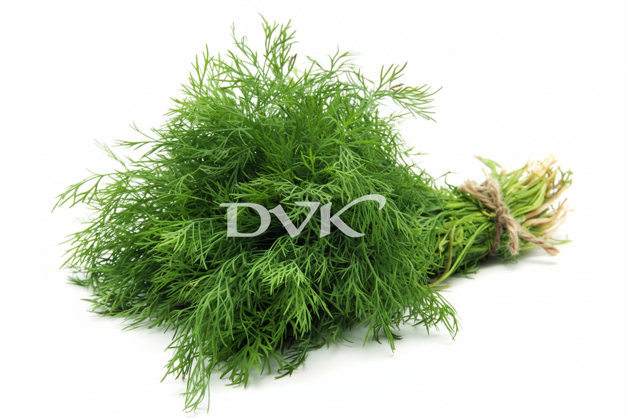 Fresh Dill Leaves Bunch
