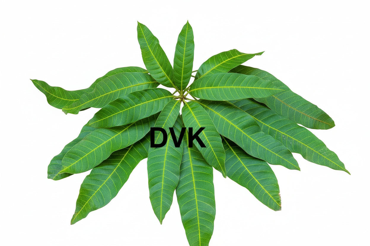 Mango Leaves (Pack of 10 Leaves)