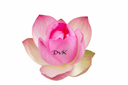 Fresh Lotus Flower 1 Piece