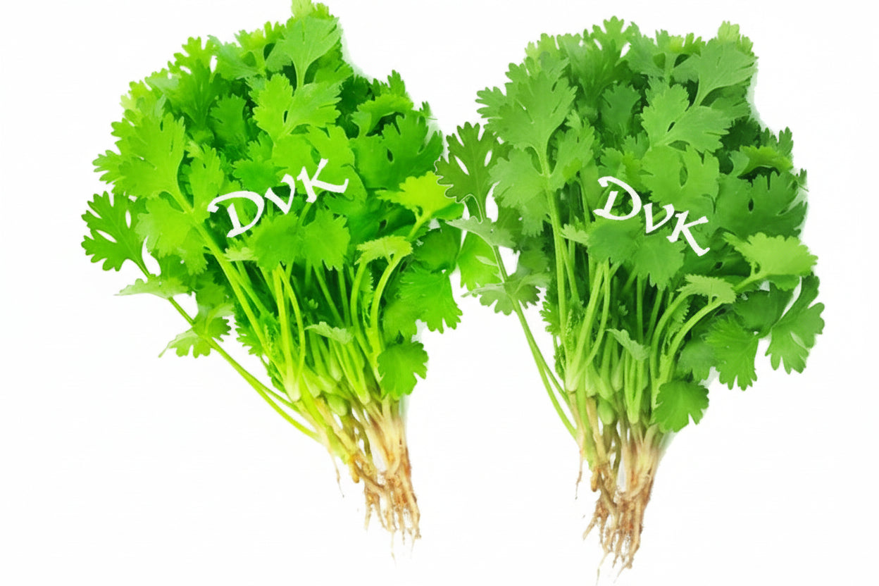 Fresh Coriander Leaf (Bunch Of 2)
